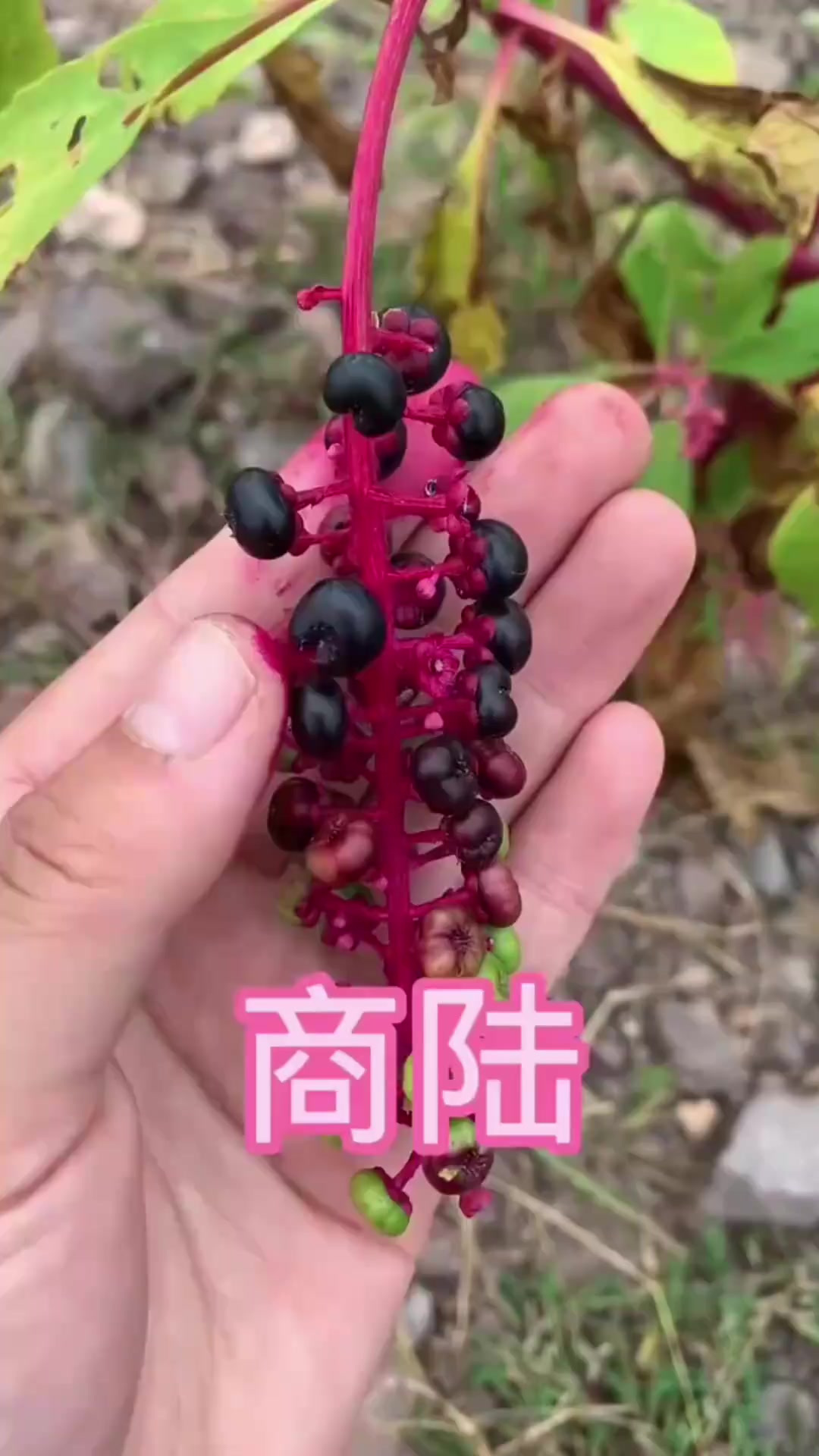 蔊菜也叫辣米菜，辣白菜，是可食用的野菜