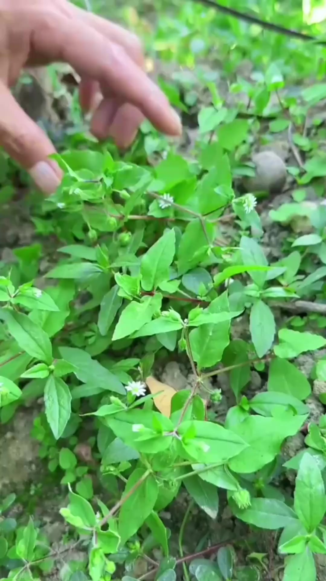 你认识鹅肠菜吗？它开着小白花