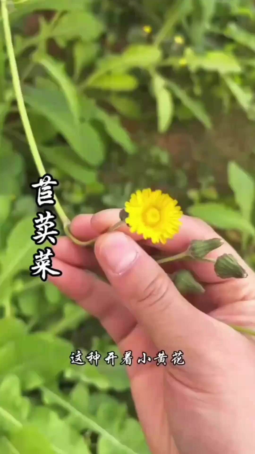 苣荬菜，也叫苦菜、曲曲菜，味苦而后甘，在你的家乡有这种植物吗