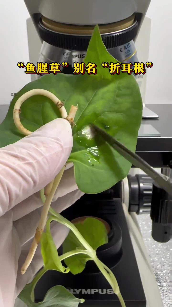 鱼腥草你吃过吗
