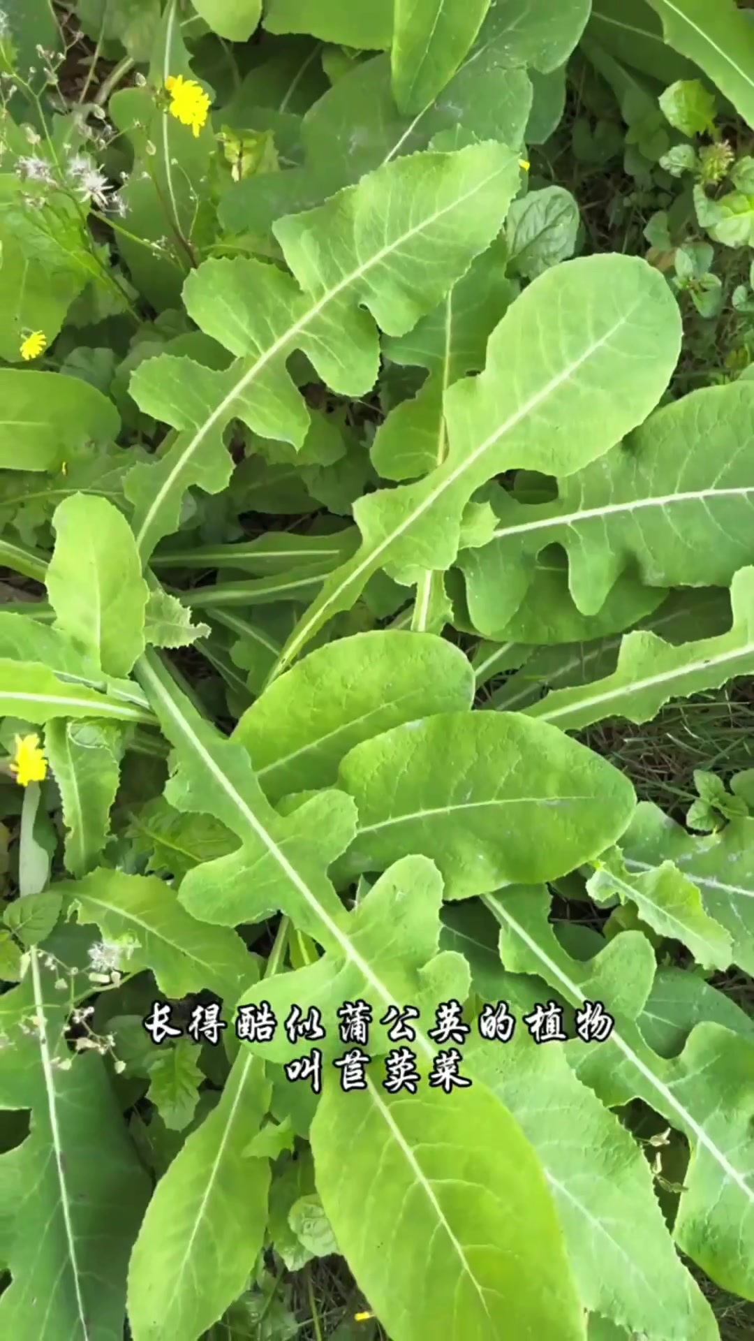 苣荬菜,也叫苦菜、曲曲菜,味苦而后甘,在你的家乡有这种植物吗