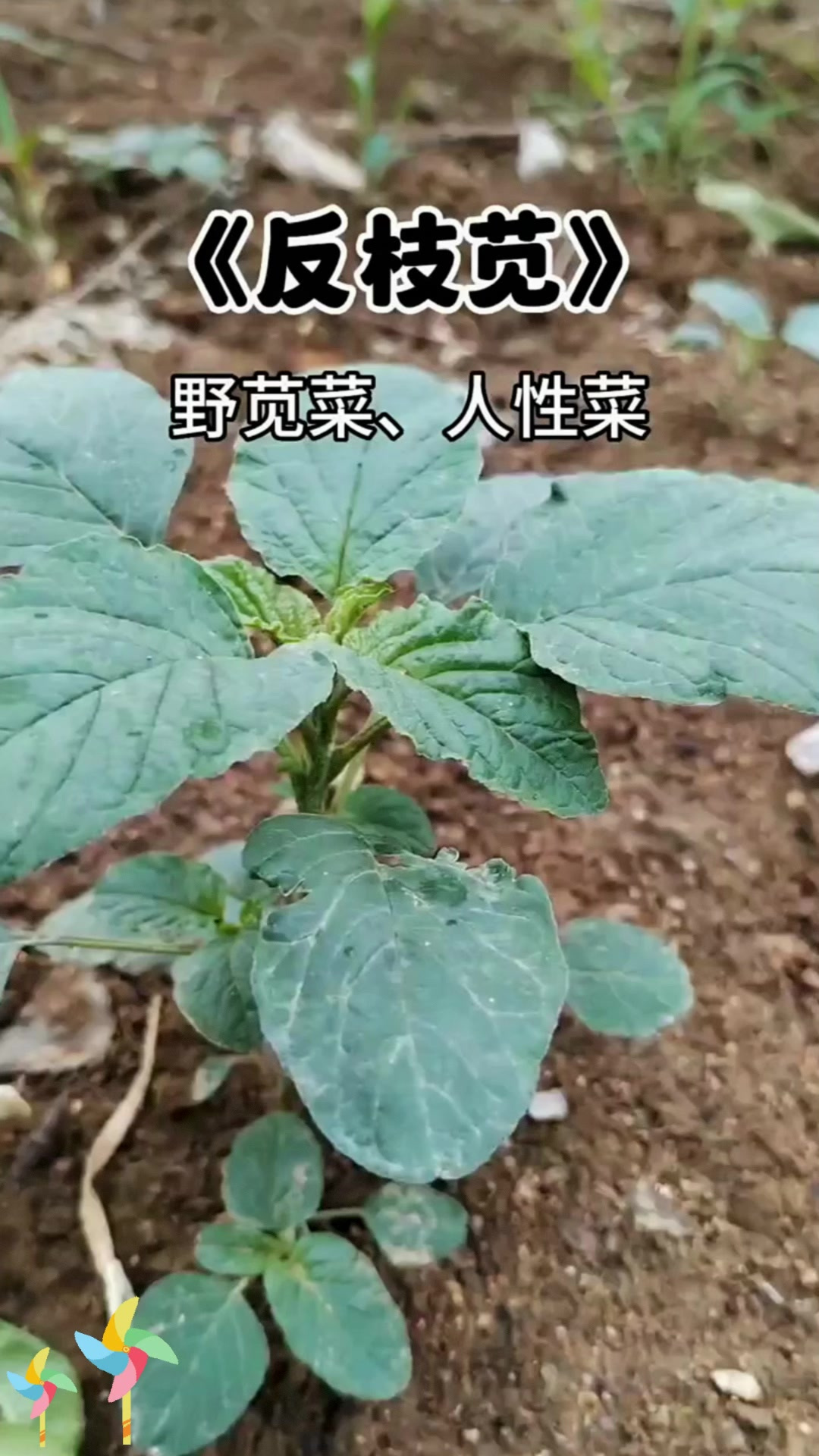 反枝苋别名野苋菜,这种菜你吃过吗?