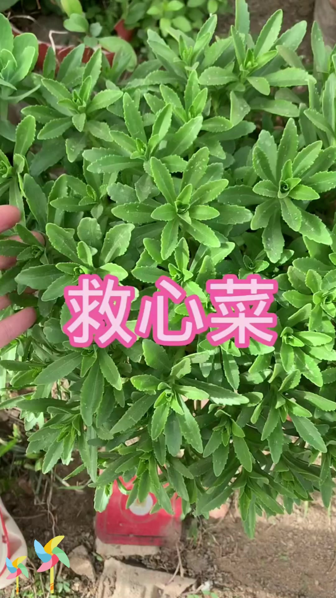 费菜别称:费菜也叫救心菜,为啥这么叫呢?