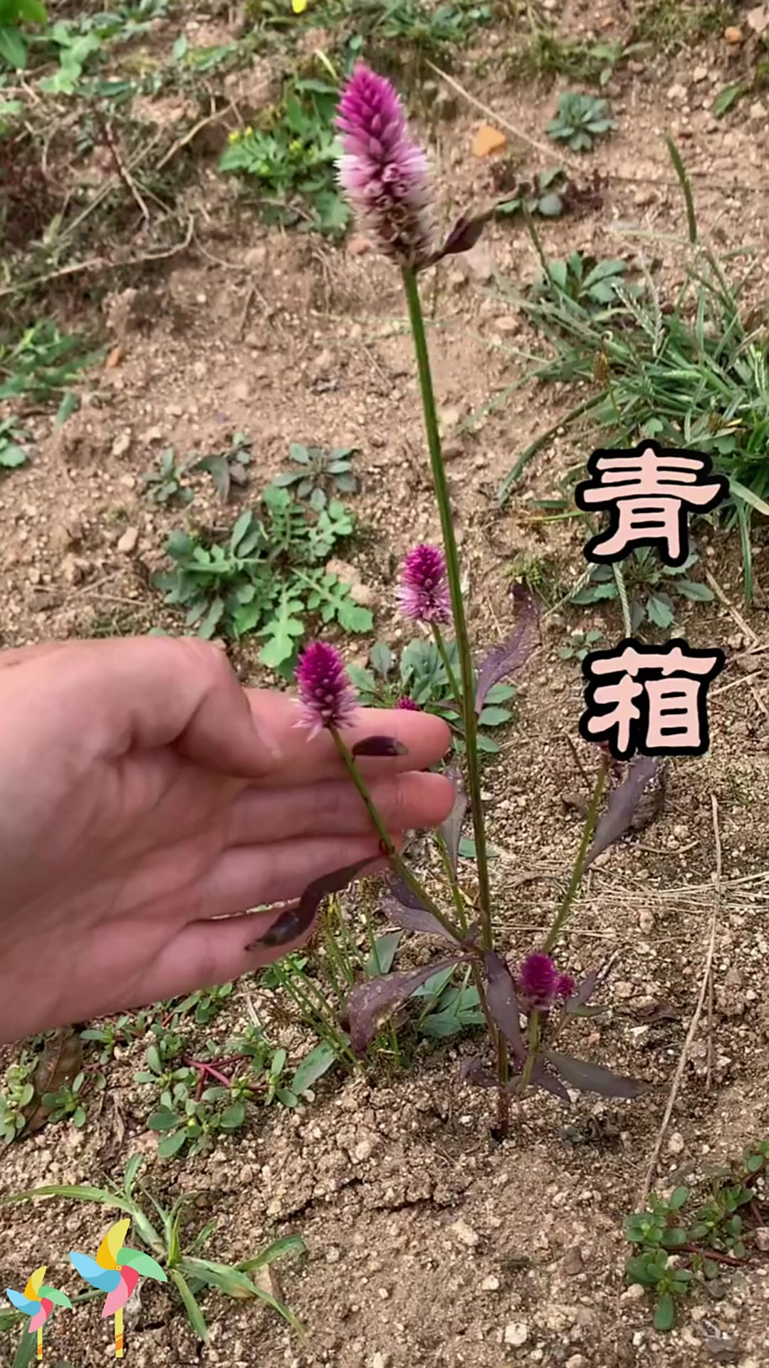 青葙别名:青葙别名多,狗尾花野鸡冠花!