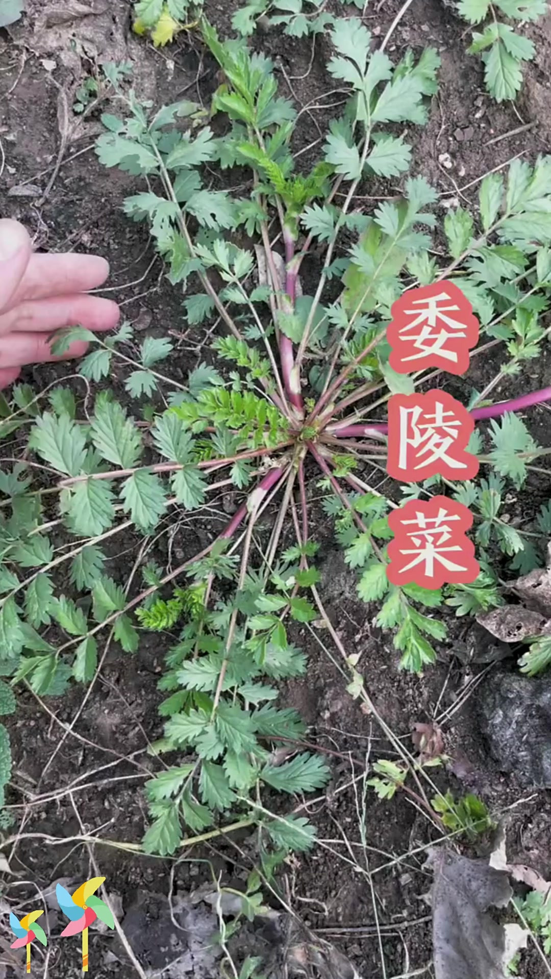 委陵菜食用:委陵菜别名多,春秋采挖可食用!