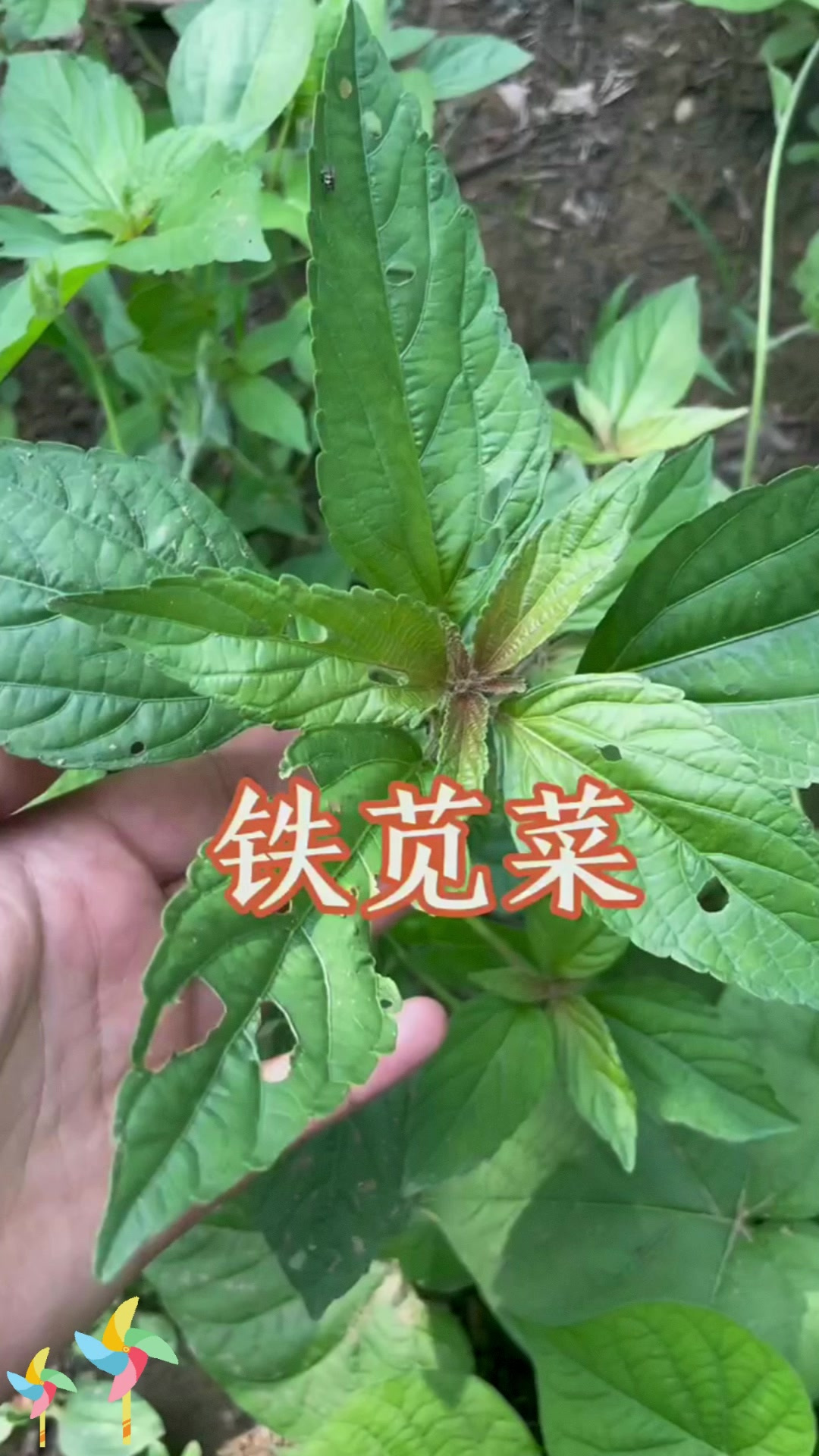 铁苋菜:铁苋菜,它在植物中有啥特别呢?