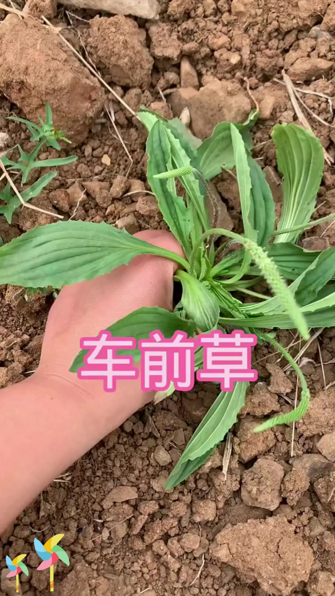 车前草知识:植物知识之车前草,你家乡叫它什么