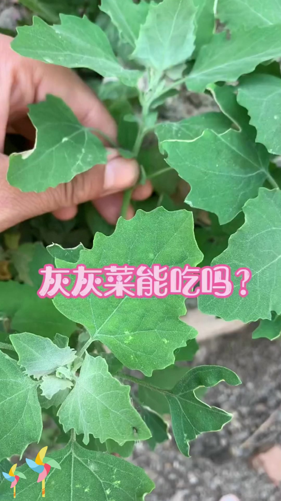 灰灰菜能否吃:灰灰菜能不能吃呢?听我来说!