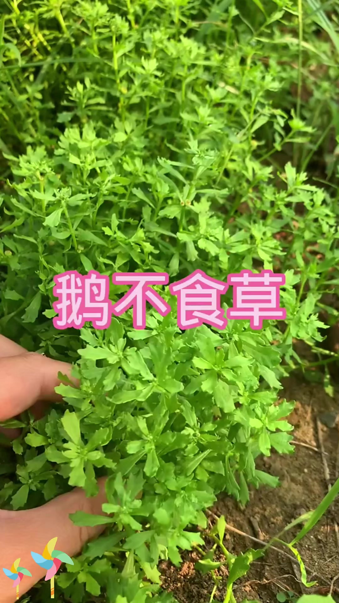 鹅不食草别名:鹅不吃的小草～鹅不食草来啦!