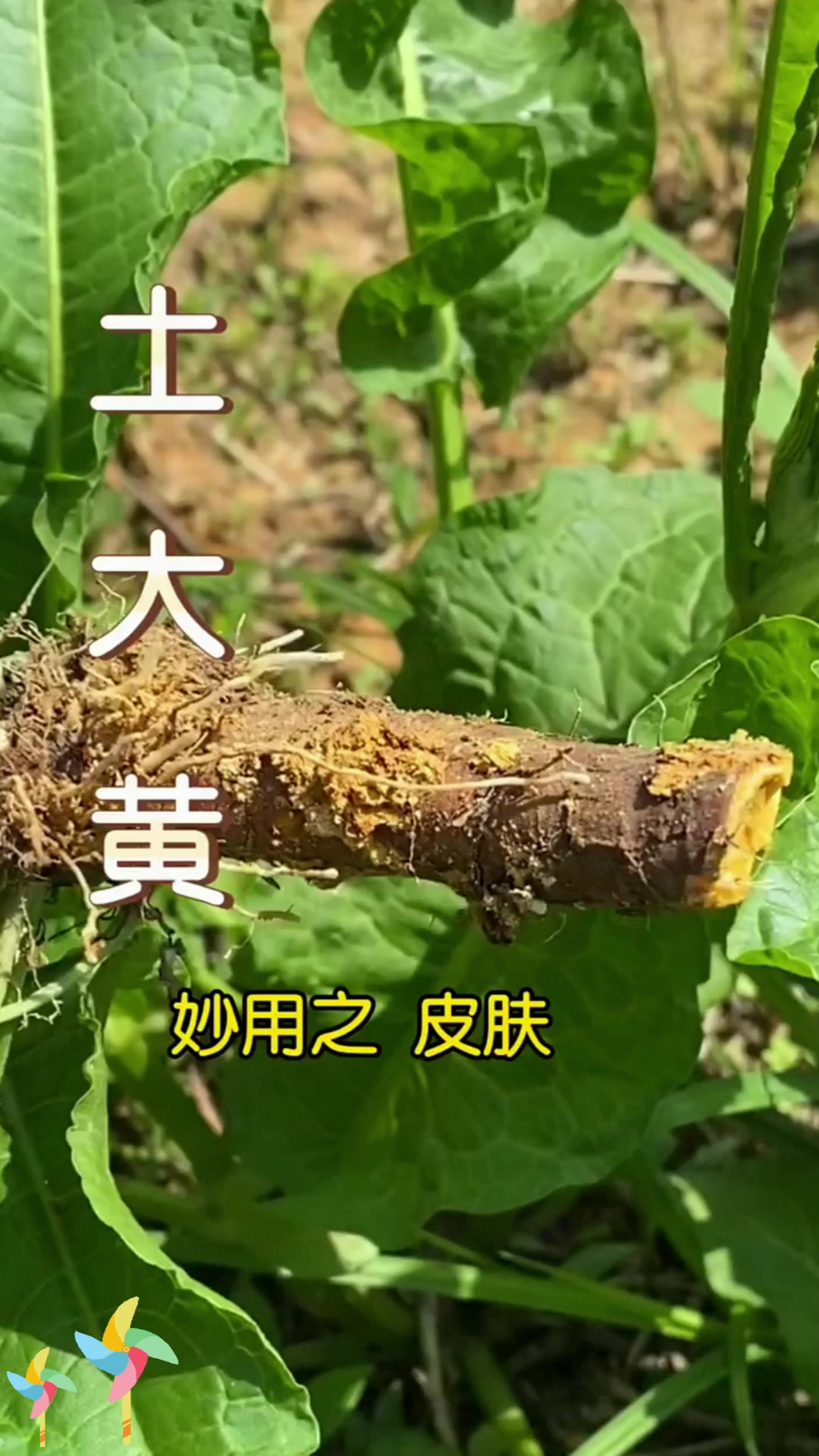 土大黄妙用多多,快来解锁这神奇植物的用法