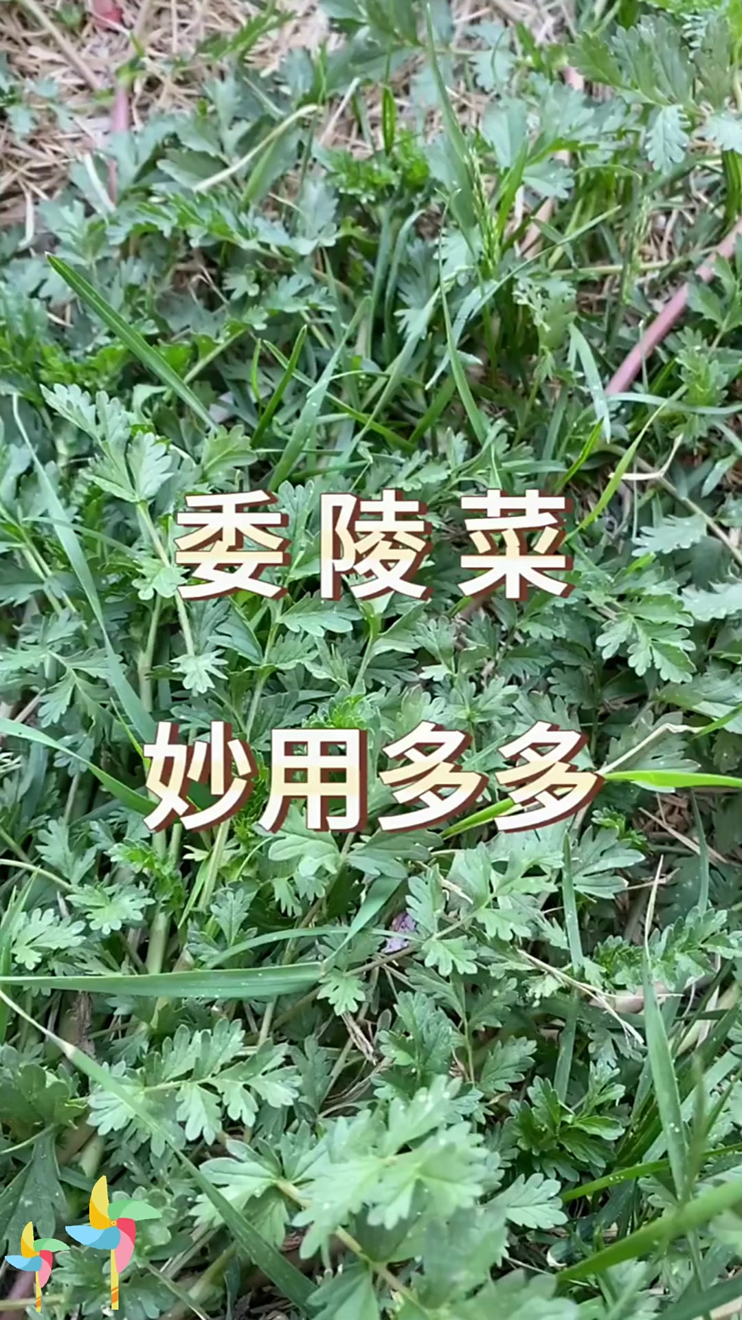 野香菜你吃过没?快来分享你的独特味觉体验