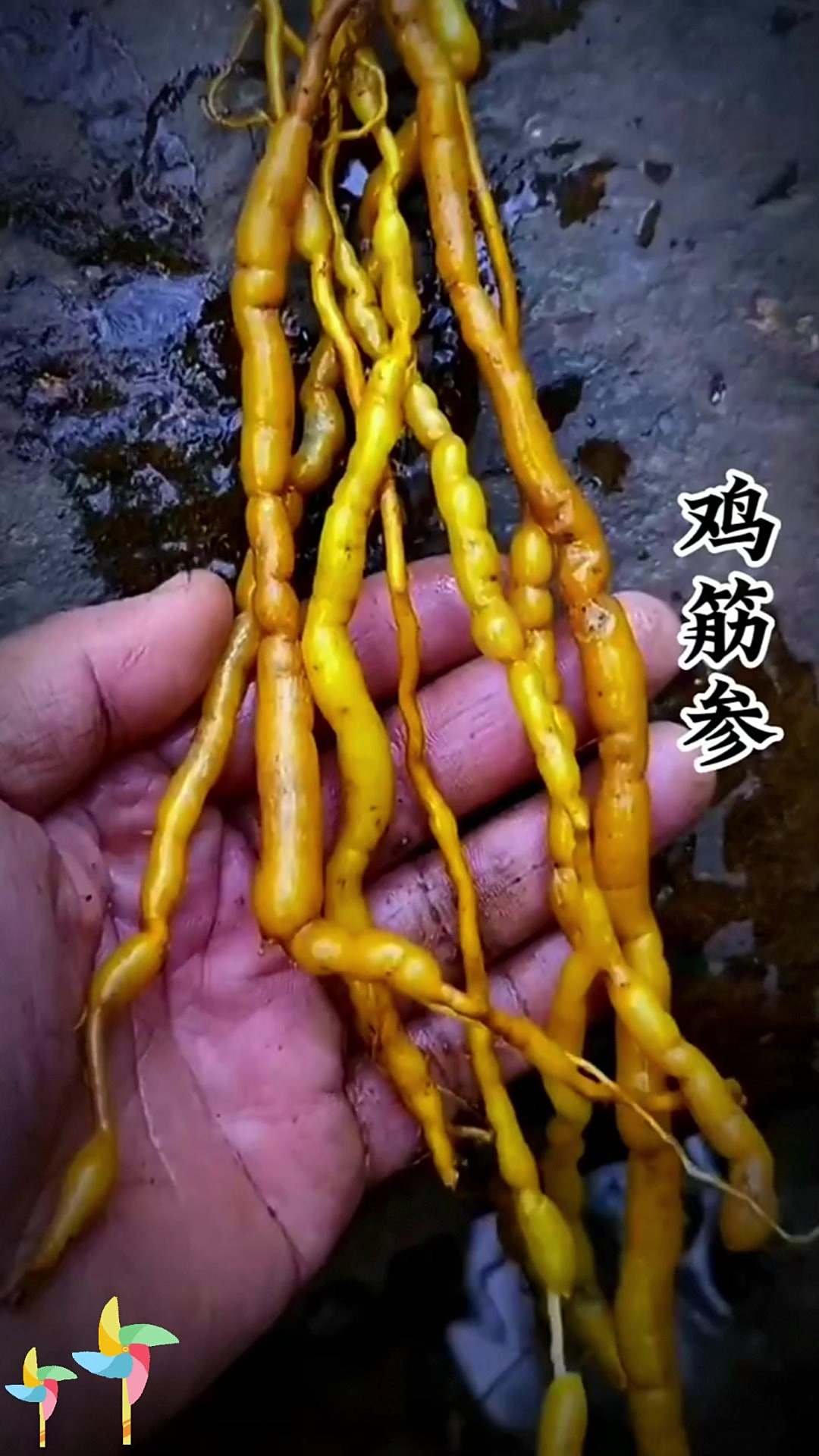鸡筋参又称黄鸡胖咳七风,你认识它吗?