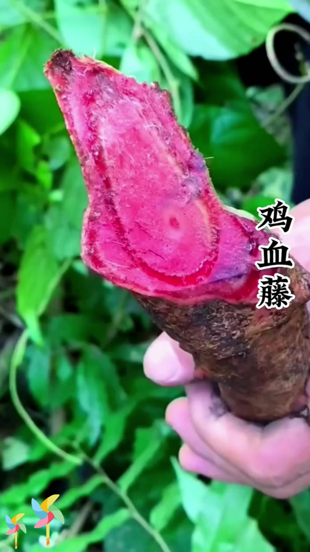 鸡血藤别名马鹿花,它有哪些价值呢?