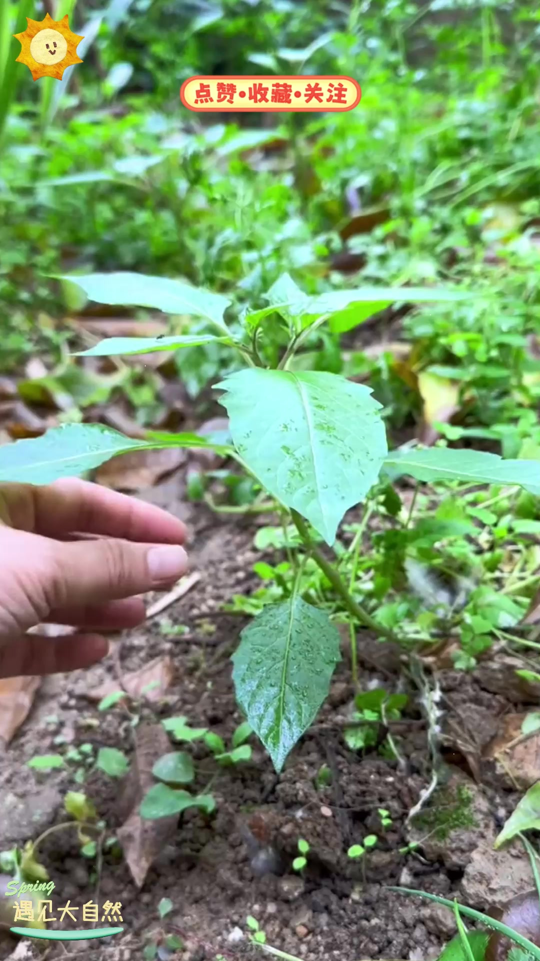 开春时白花菜鲜嫩无比,遇见可别错过,怎么做好吃?
