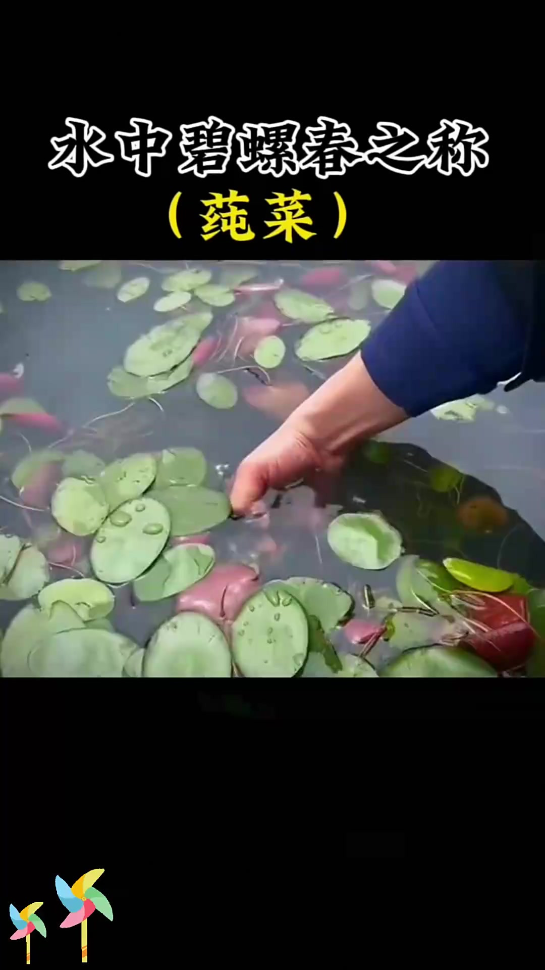 了解莼菜：水中碧螺春，你知道莼菜吗？