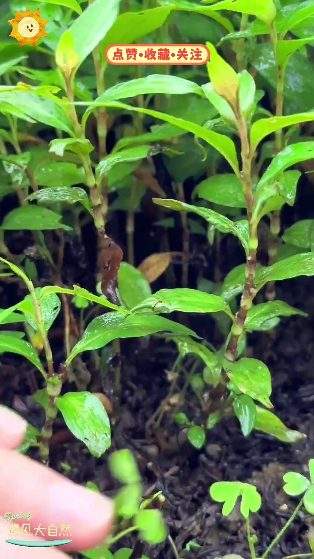 香蓼草也叫鱼生草，和鱼生搭配超美味，你试过吗