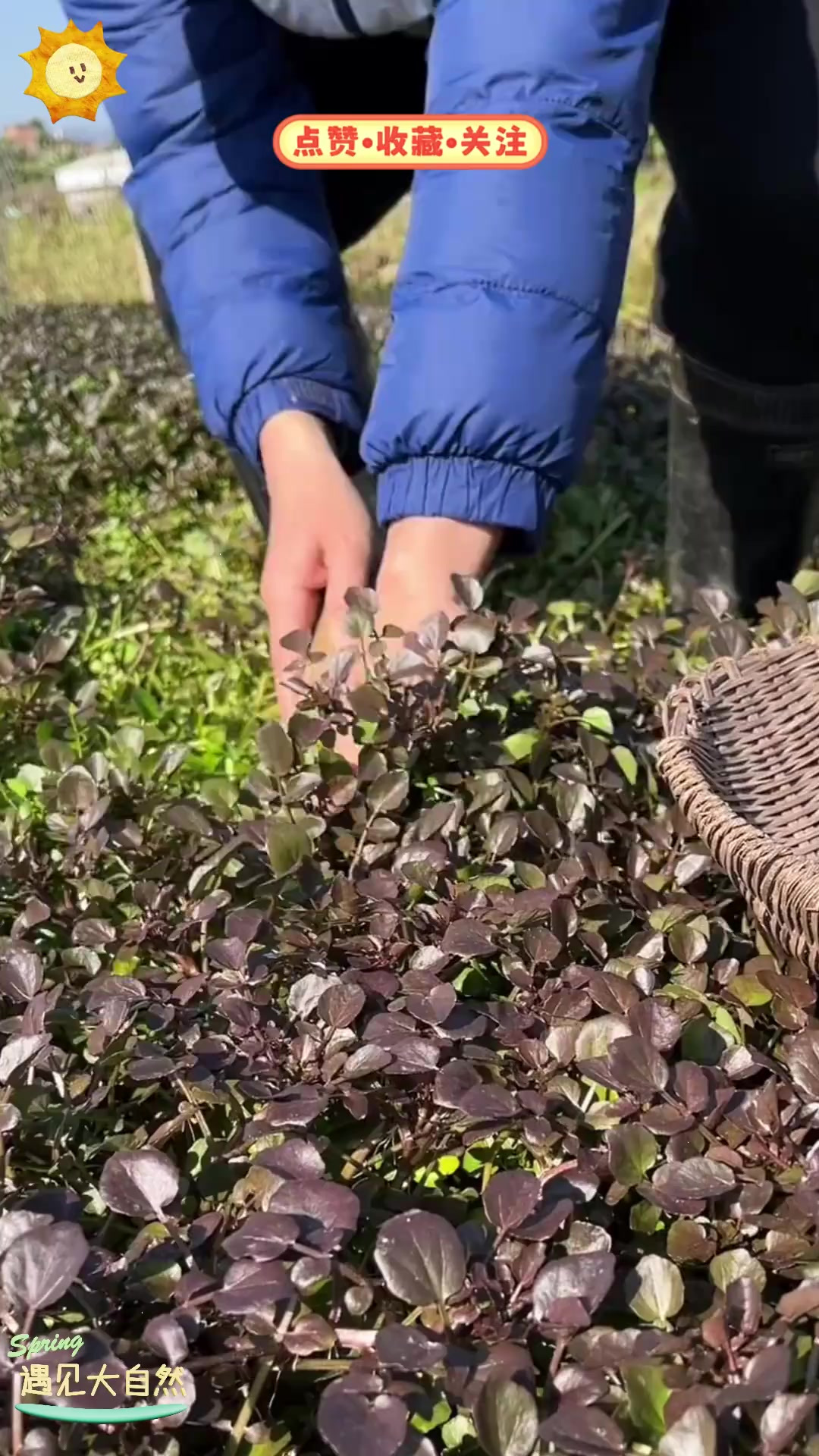 立春了多吃点西洋菜，它的营养价值和吃法你知道吗？