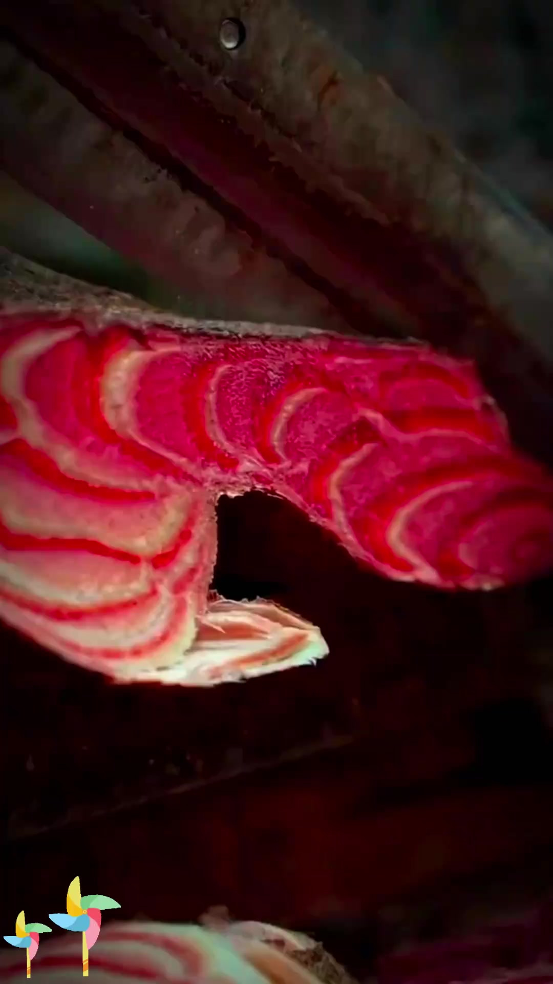 鸡血藤你见过吗，快来认识这种植物！