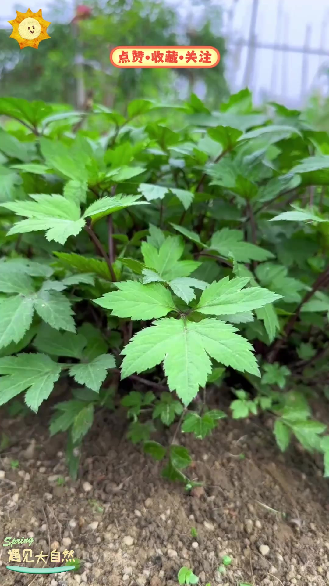 广东刘寄奴又名鸭脚艾，味道独特，在当地有着怎样的用途？