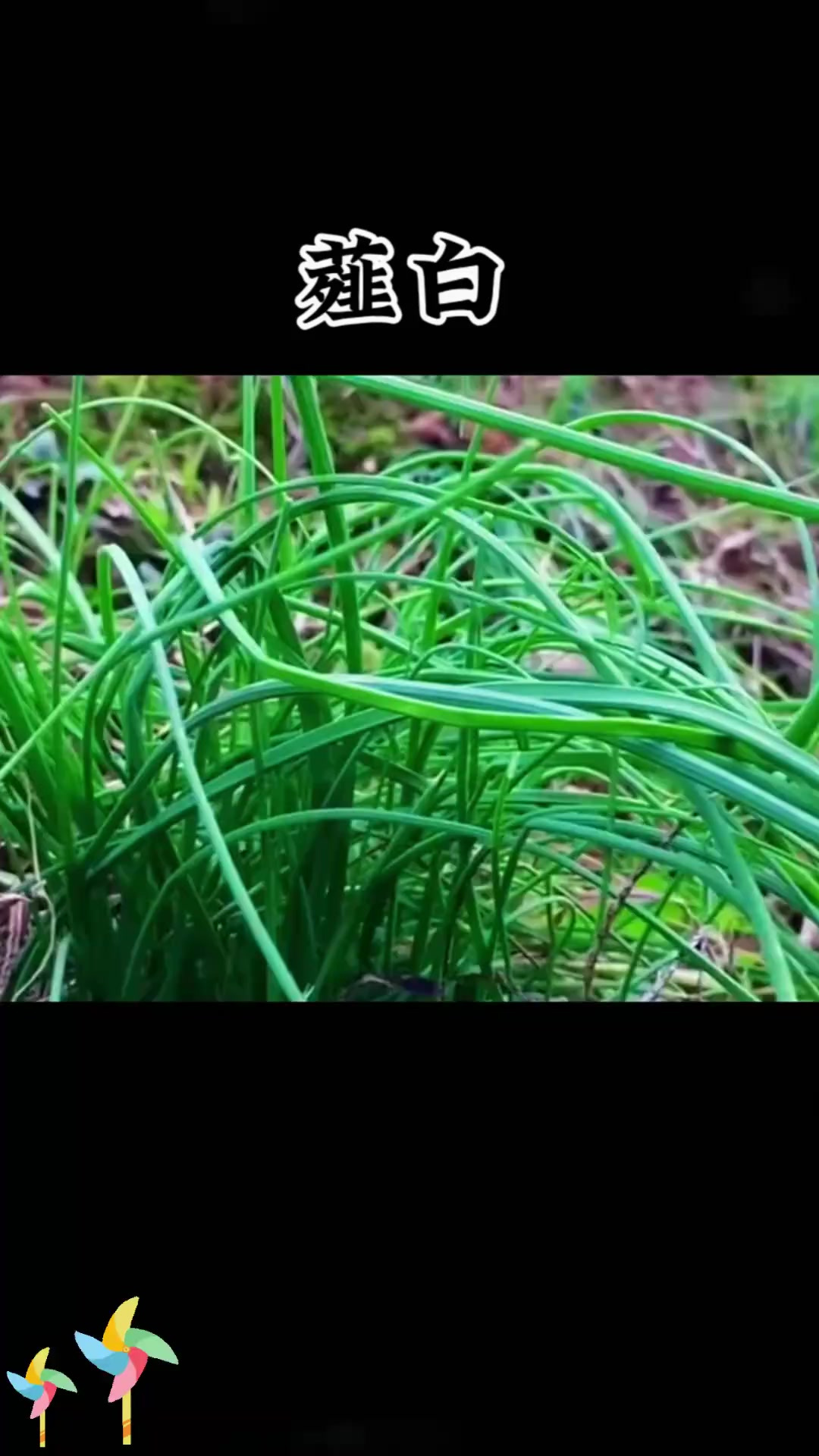 认识薤白：像葱像蒜像韭菜，价值高！