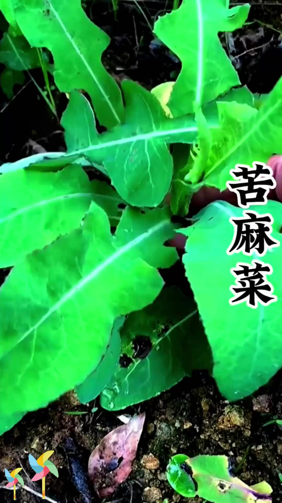 苦麻菜别名多，菊科植物你了解吗？