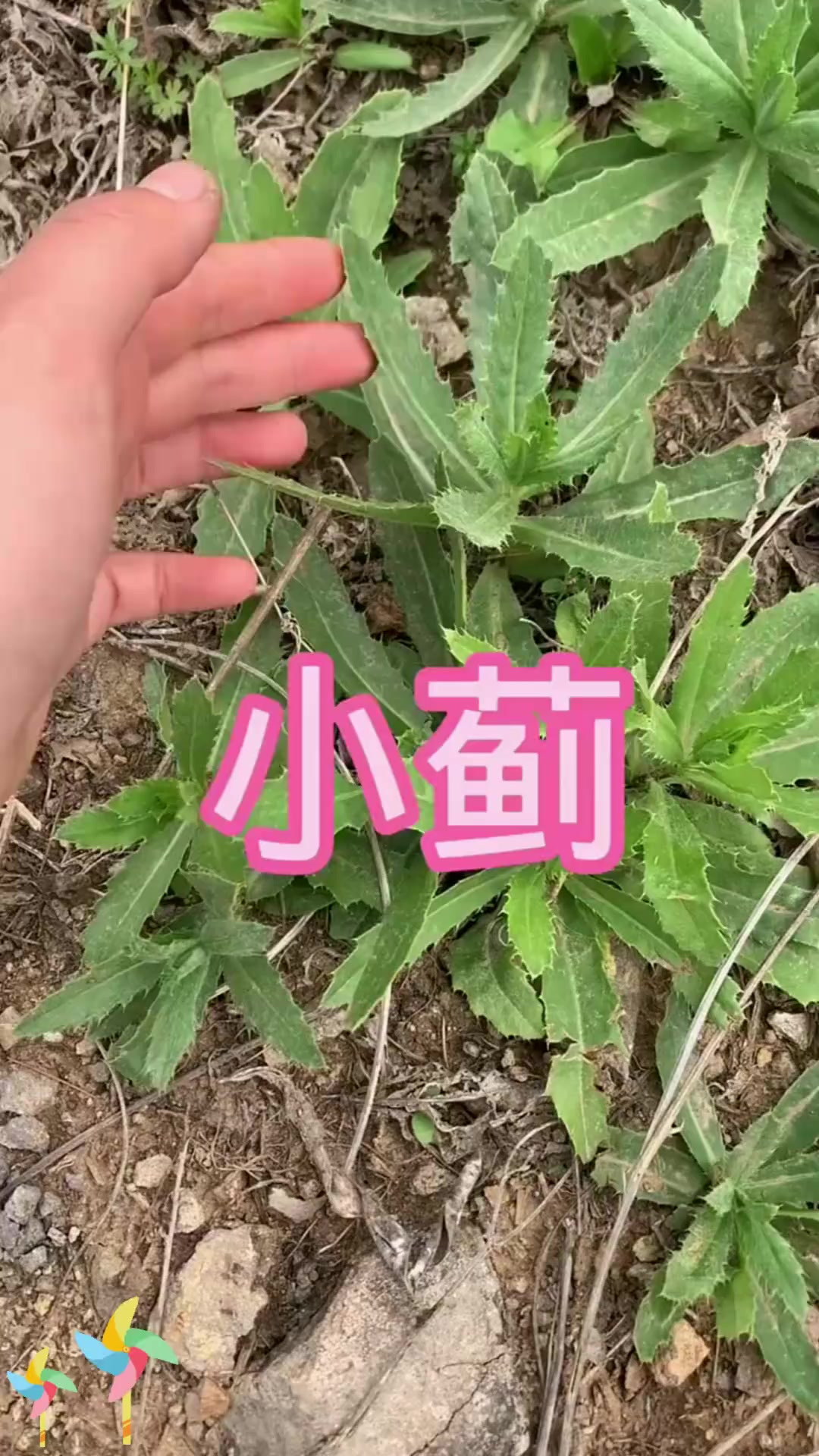 小蓟采挖季：小蓟采挖季，快来认识小蓟吧！