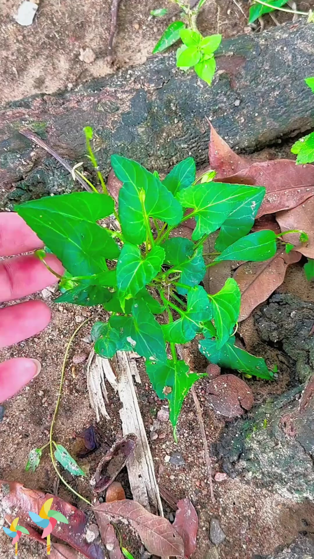 紫花地丁又叫犁头草、野堇菜，老人常采挖