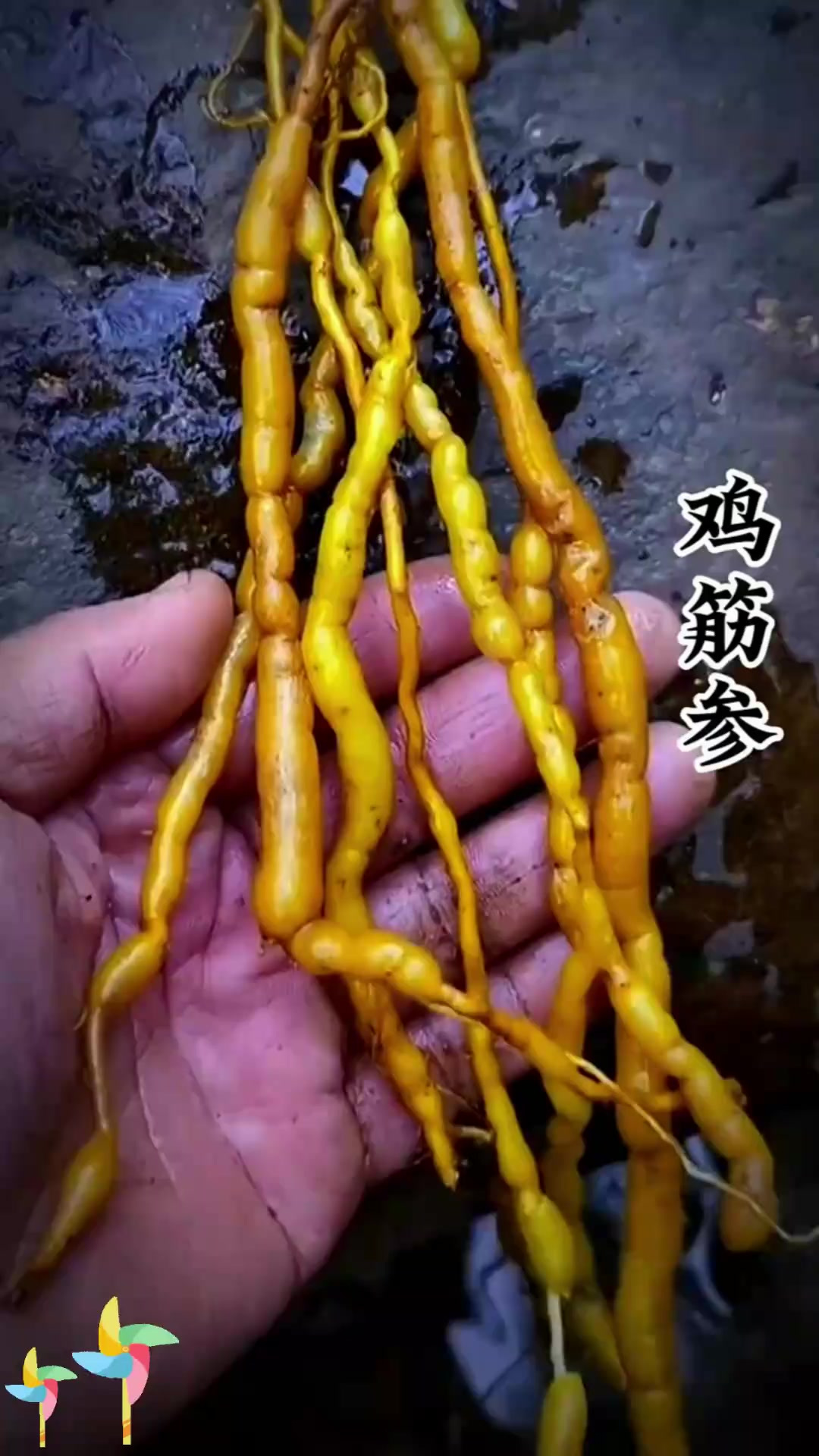 鸡筋参又称黄鸡胖咳七风，你认识它吗？