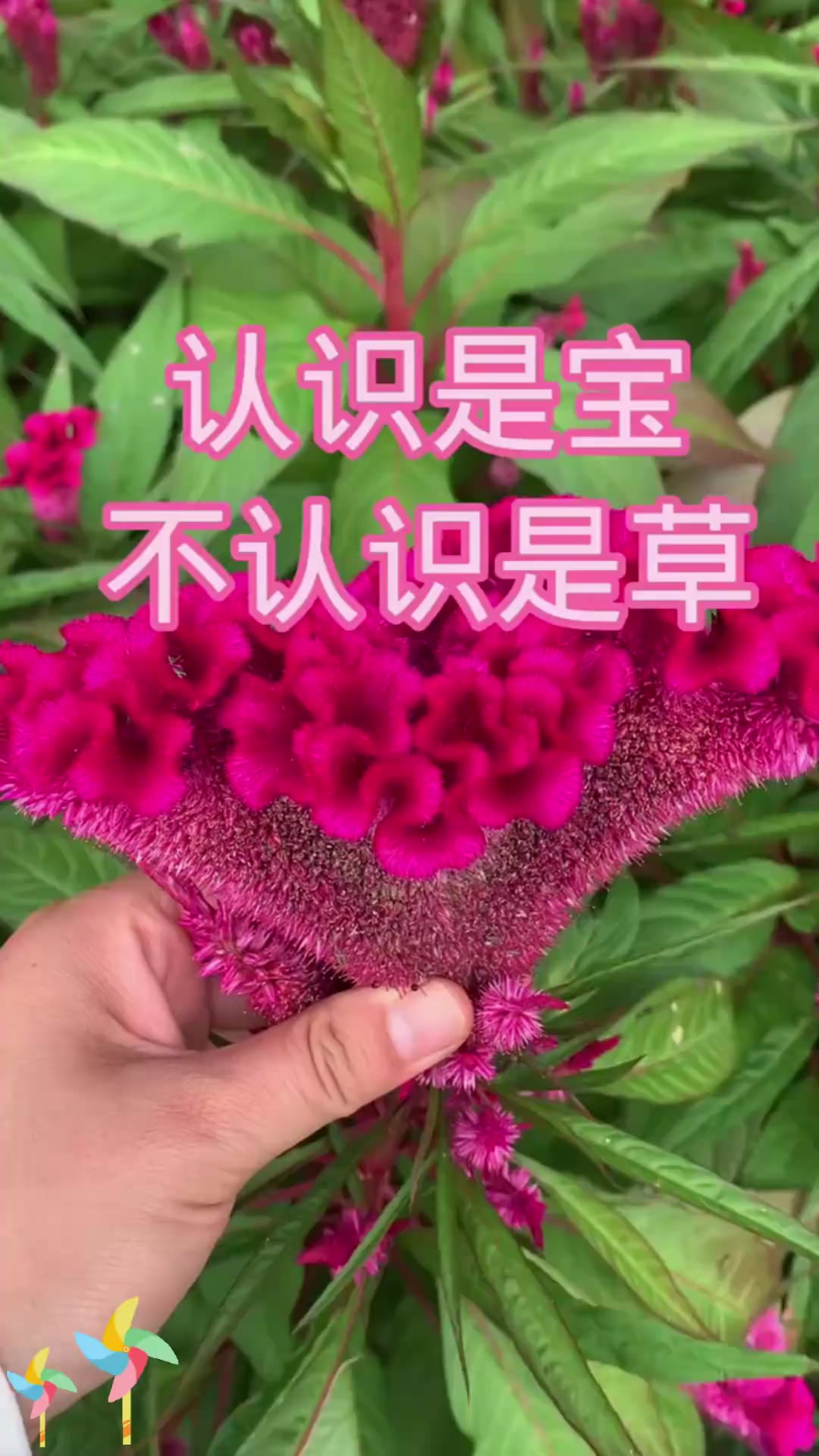 鸡冠花:认识是宝不认识是草~鸡冠花登场!