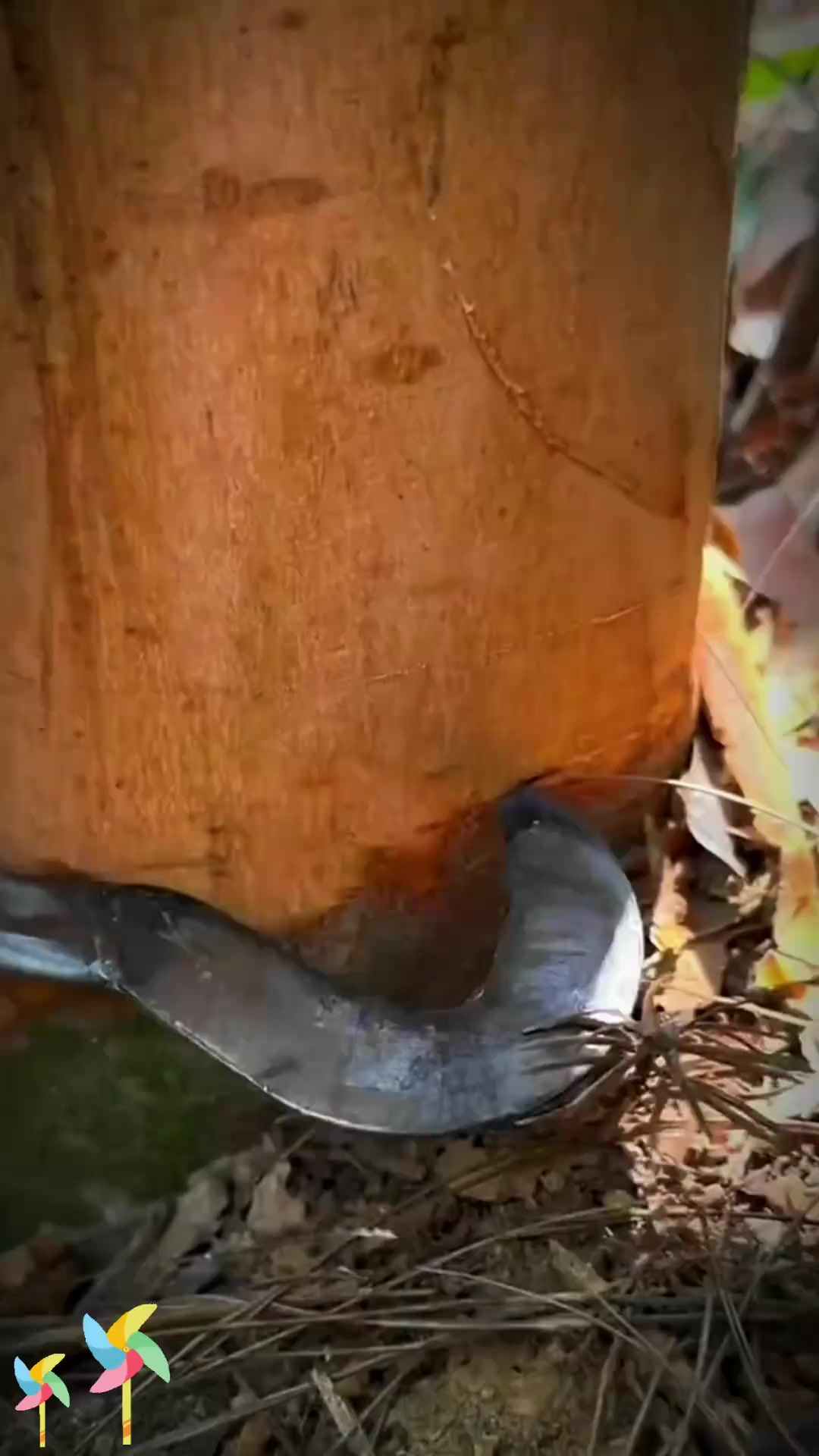 肉桂香料之王，你知道它的独特之处吗？