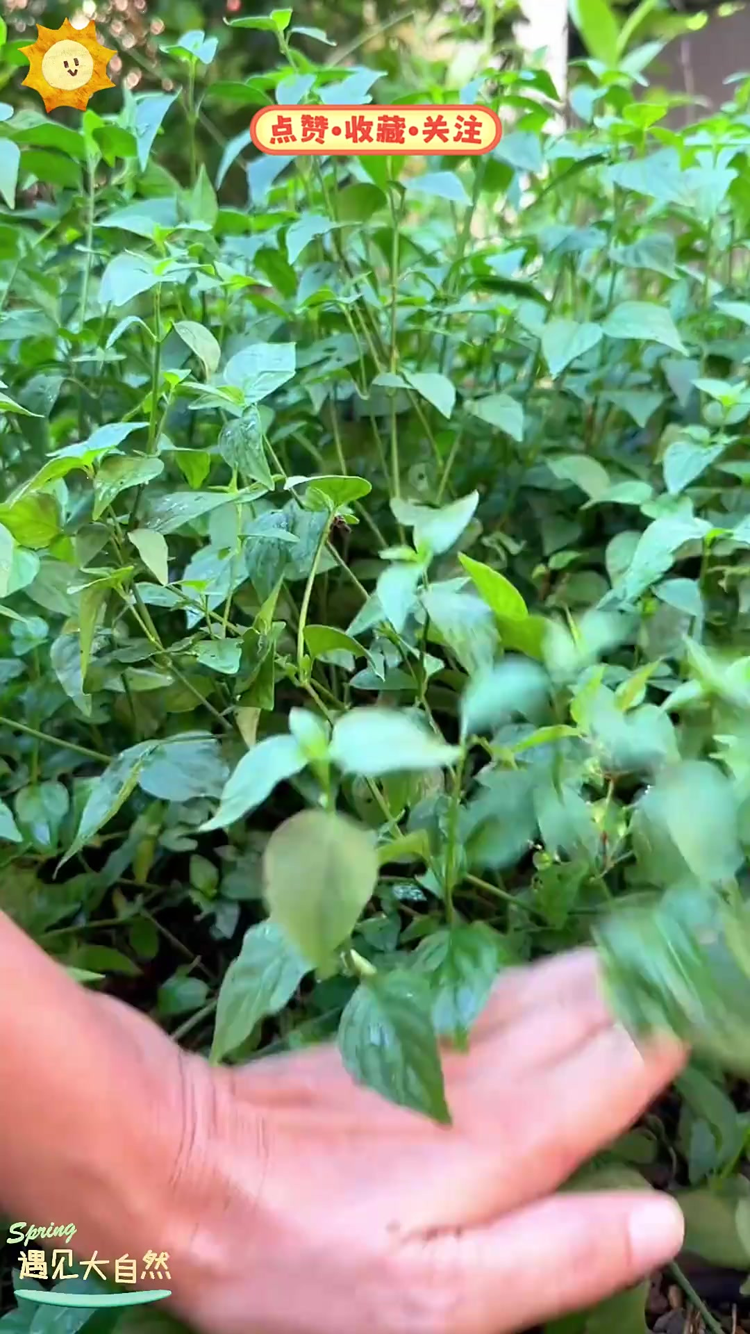 爵床科植物狗肝菜，在两广福建是美味野菜