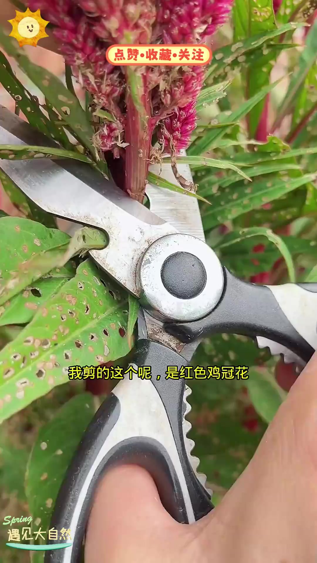 鸡冠花，它不仅好看，还有这些你不知道的用途！