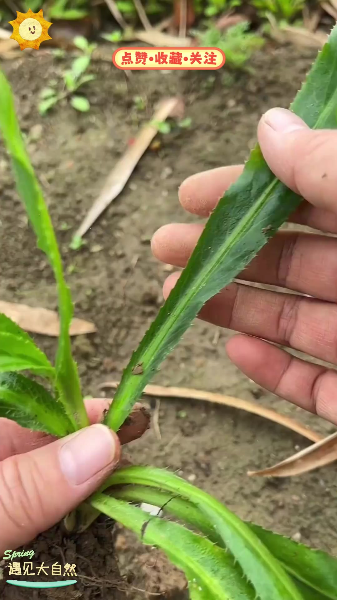 刺芹也叫假芫荽,它和芫荽有什么区别和用途呢?