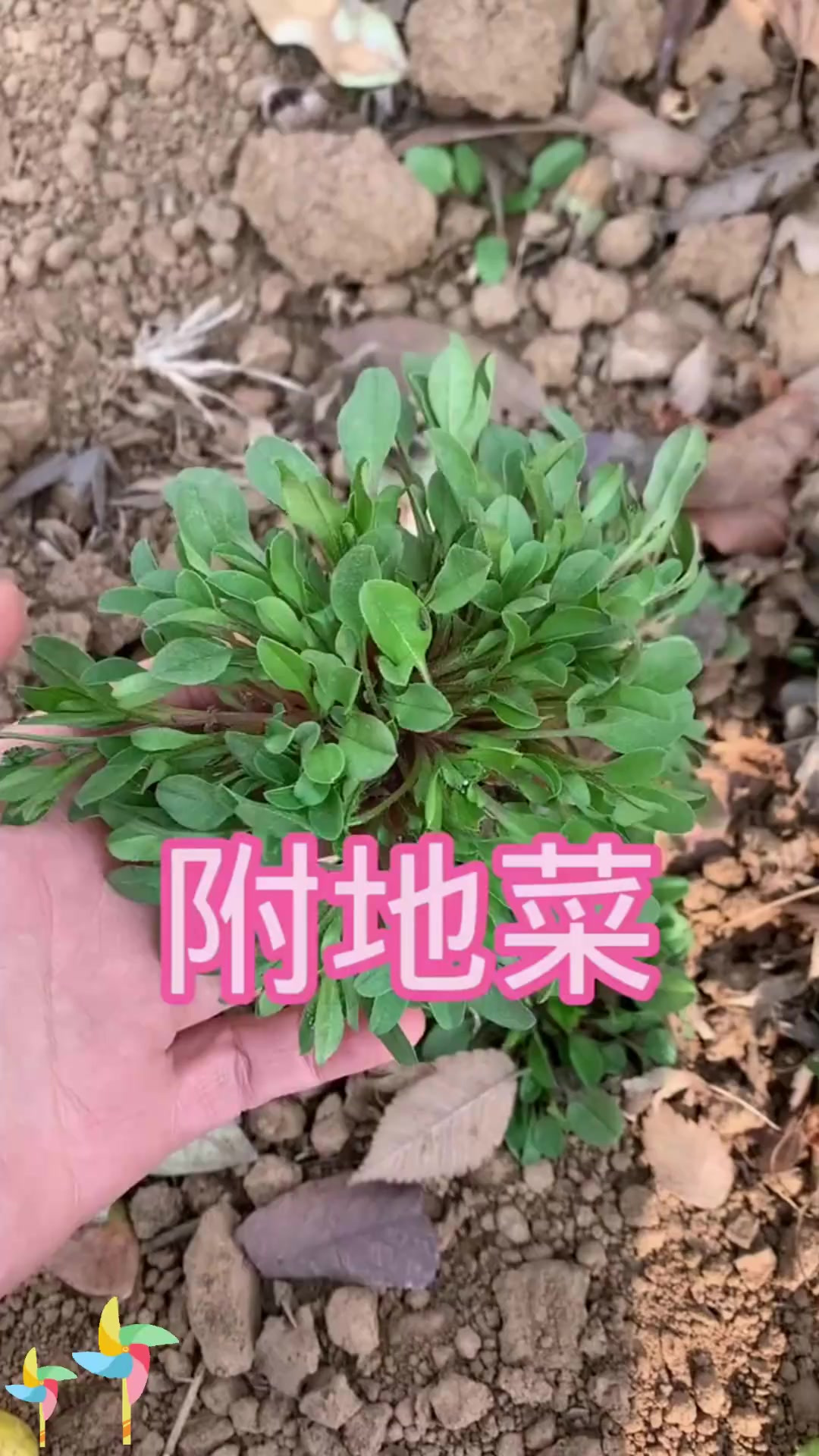 附地菜：附地菜来啦，你对它熟悉吗？