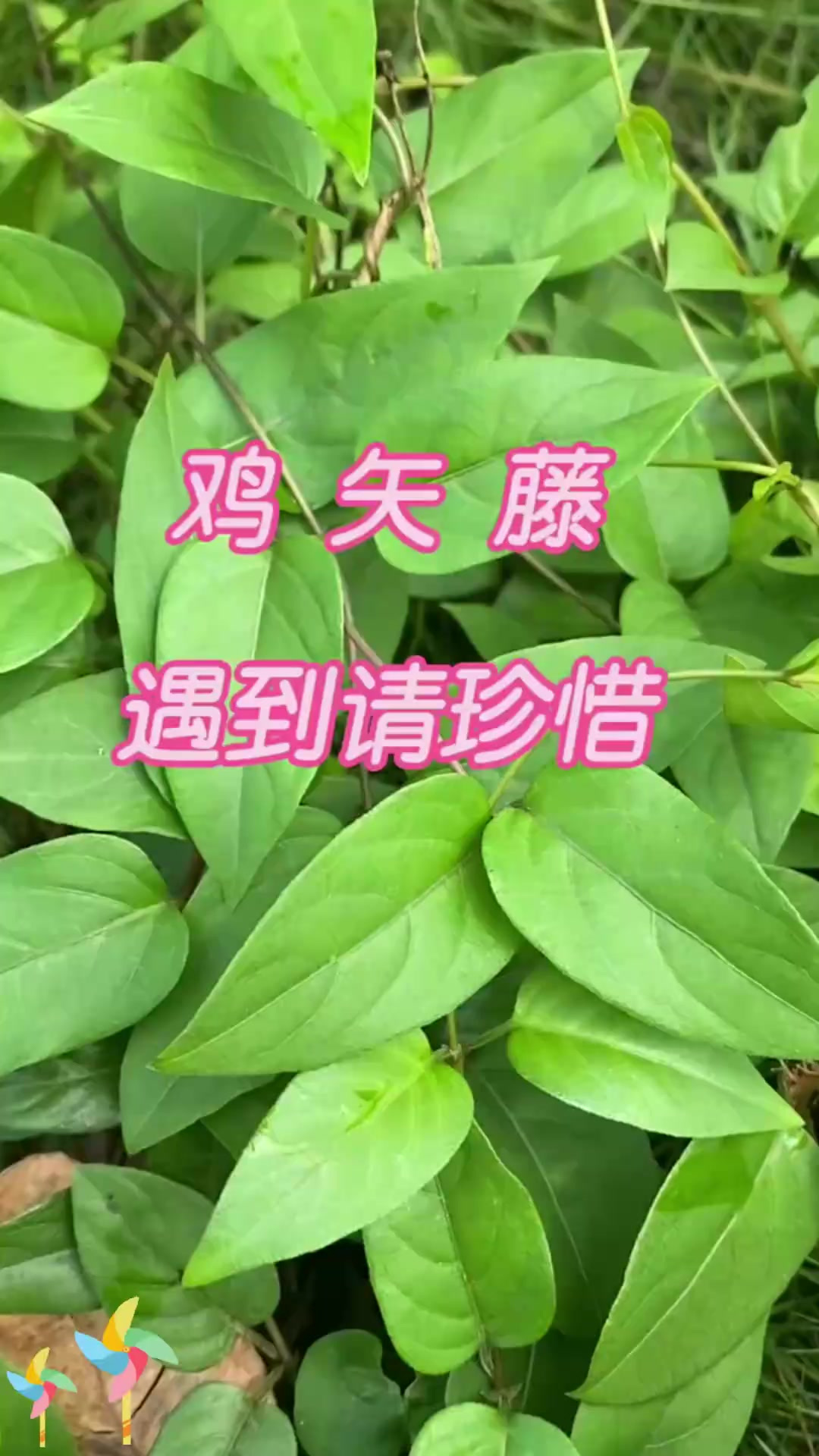 鸡矢藤遇到请珍惜，快来了解它的珍贵之处