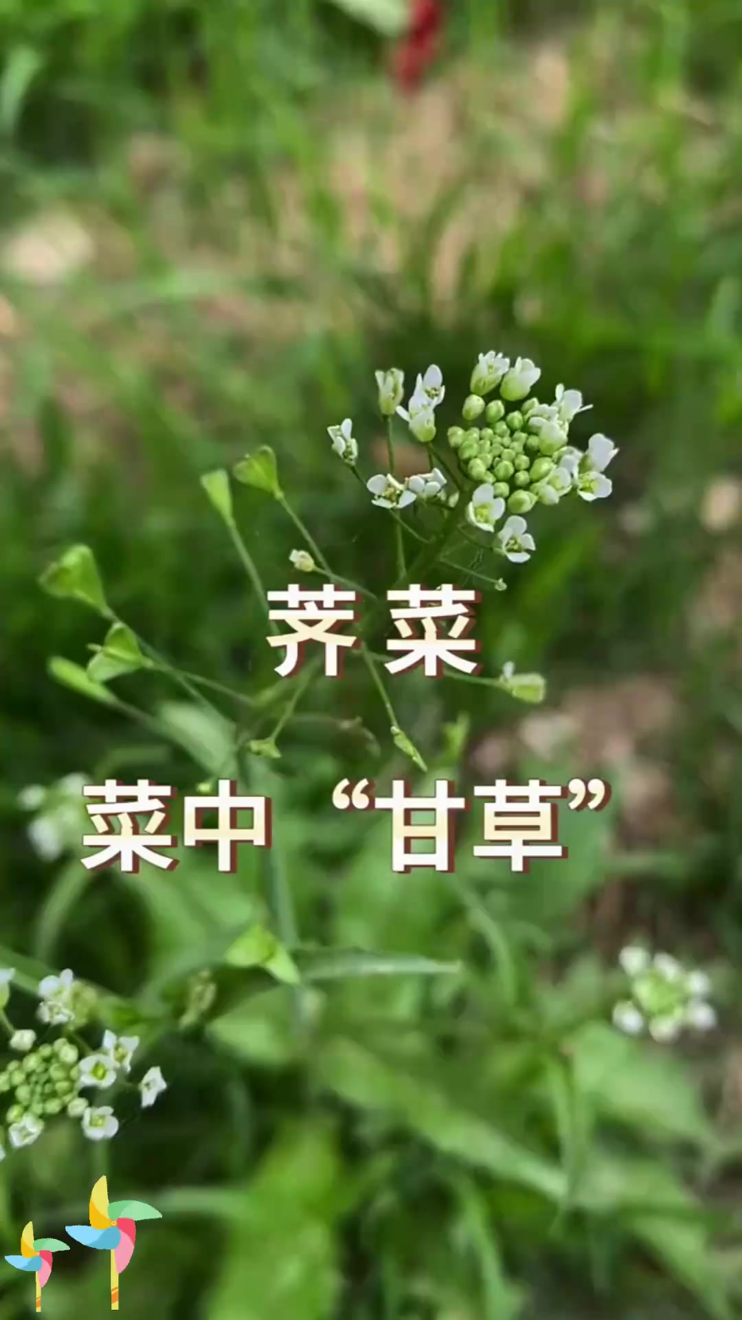 荠菜千万别错过，这可是大自然赐予的美味佳肴