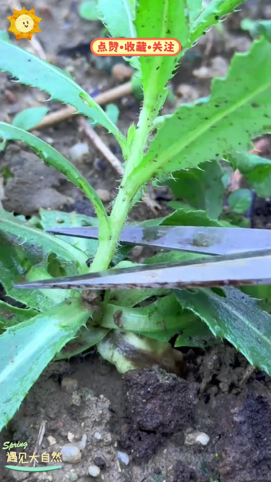 刺儿菜也就是小蓟，堪称野菜中的佳品，怎么吃最美味？