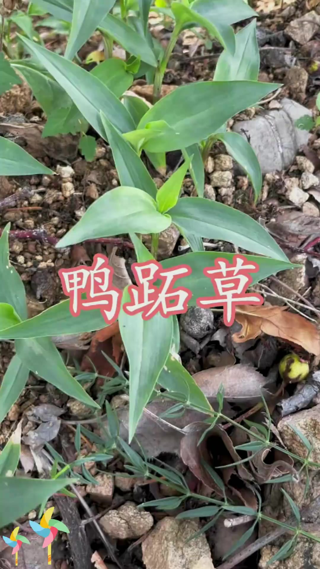 认识鸭跖草：认识鸭跖草，看看它有啥特别？