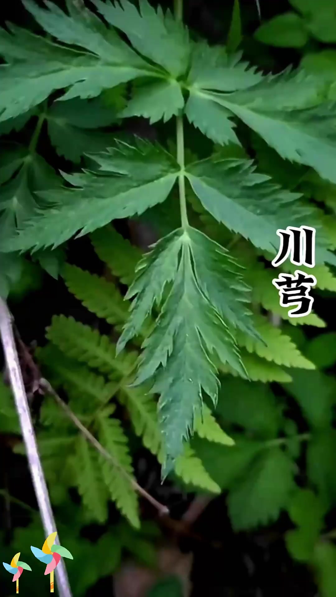 这就是川芎，是不是感觉在哪里见过？