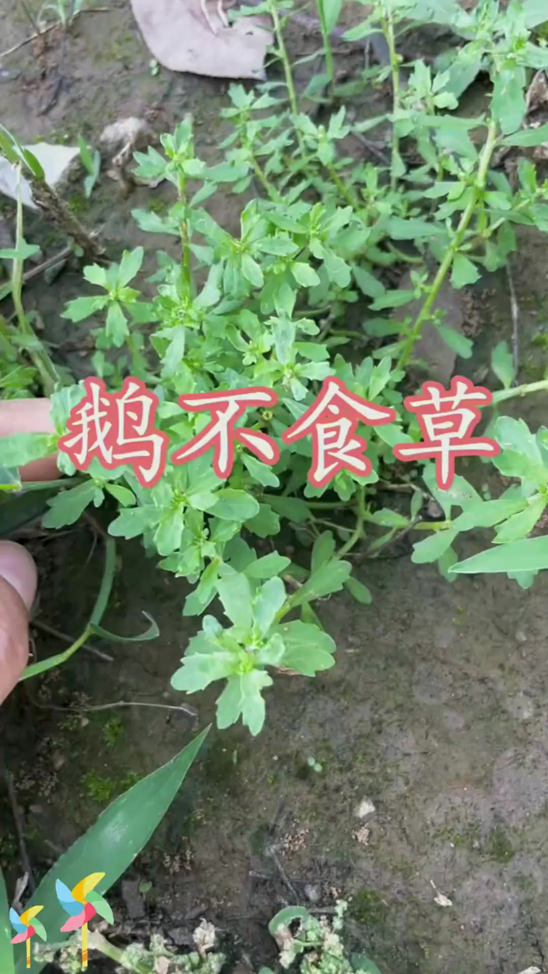 鹅不食草:鹅不食草,这名字背后有啥故事?