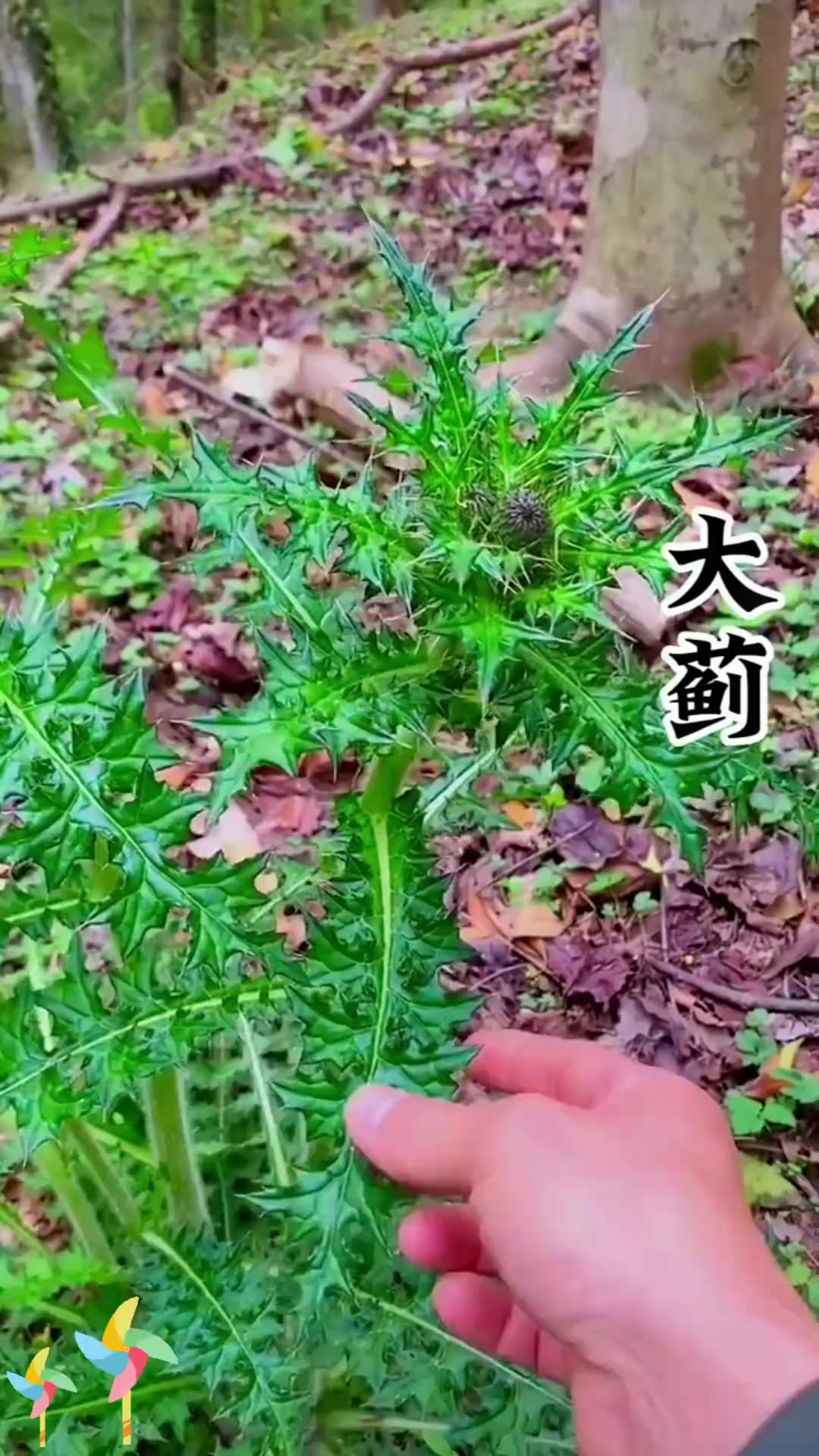 大蓟又叫大刺菜，和飞廉很像你知道吗？