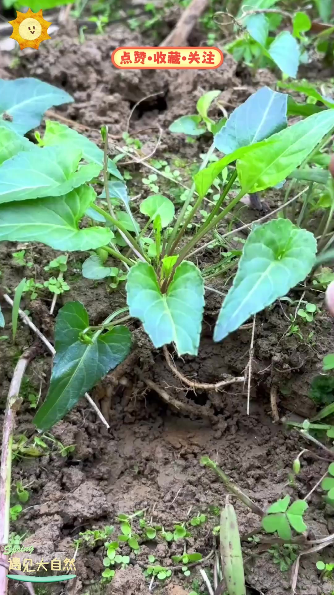 野堇菜也叫犁头草，春天村民采摘做野菜，味道怎么样？