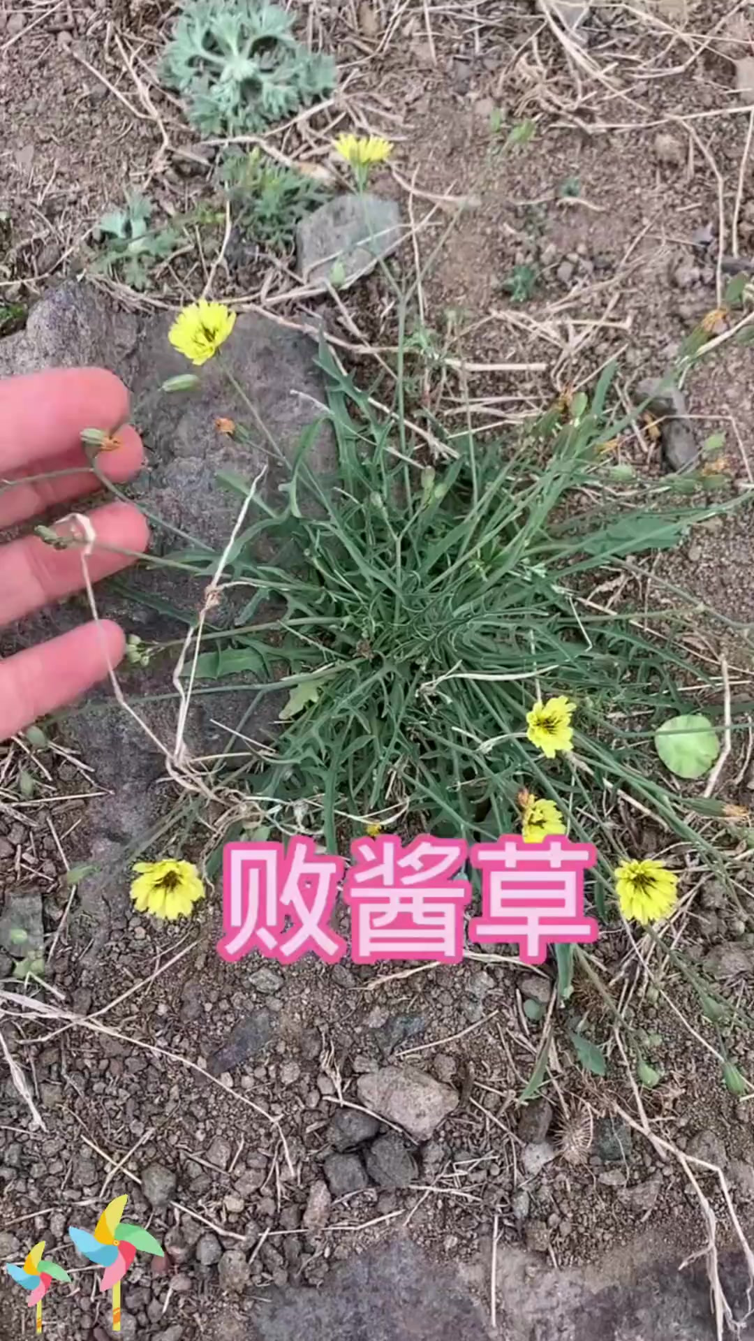 败酱草知识:植物知识之败酱草,快来了解!