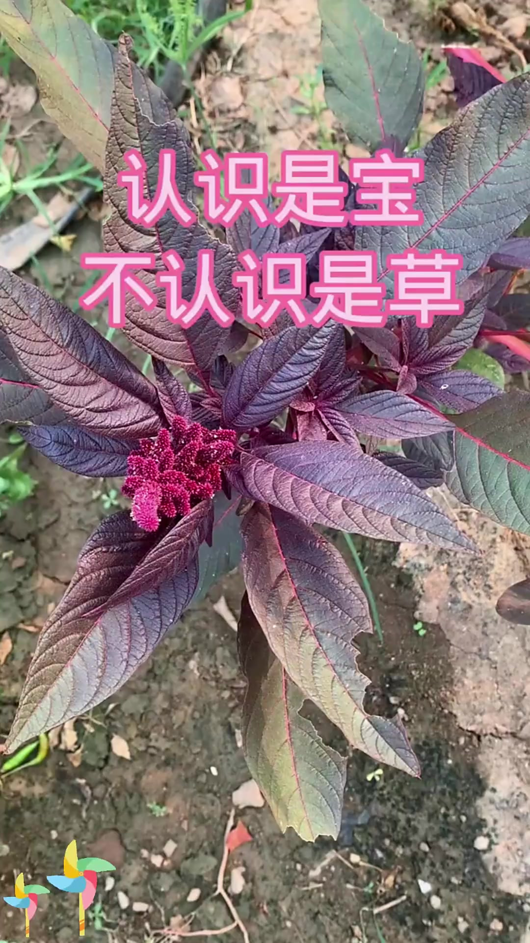 红苋菜:认识是宝不认识是草 - 红苋菜来啦!