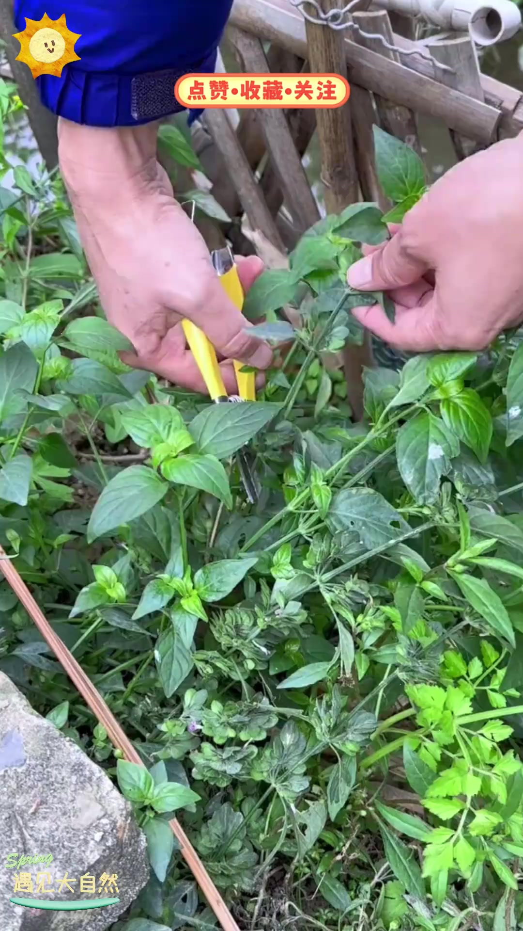 路边青也叫狗肝菜，农村人会种在菜园里，有什么用呢？