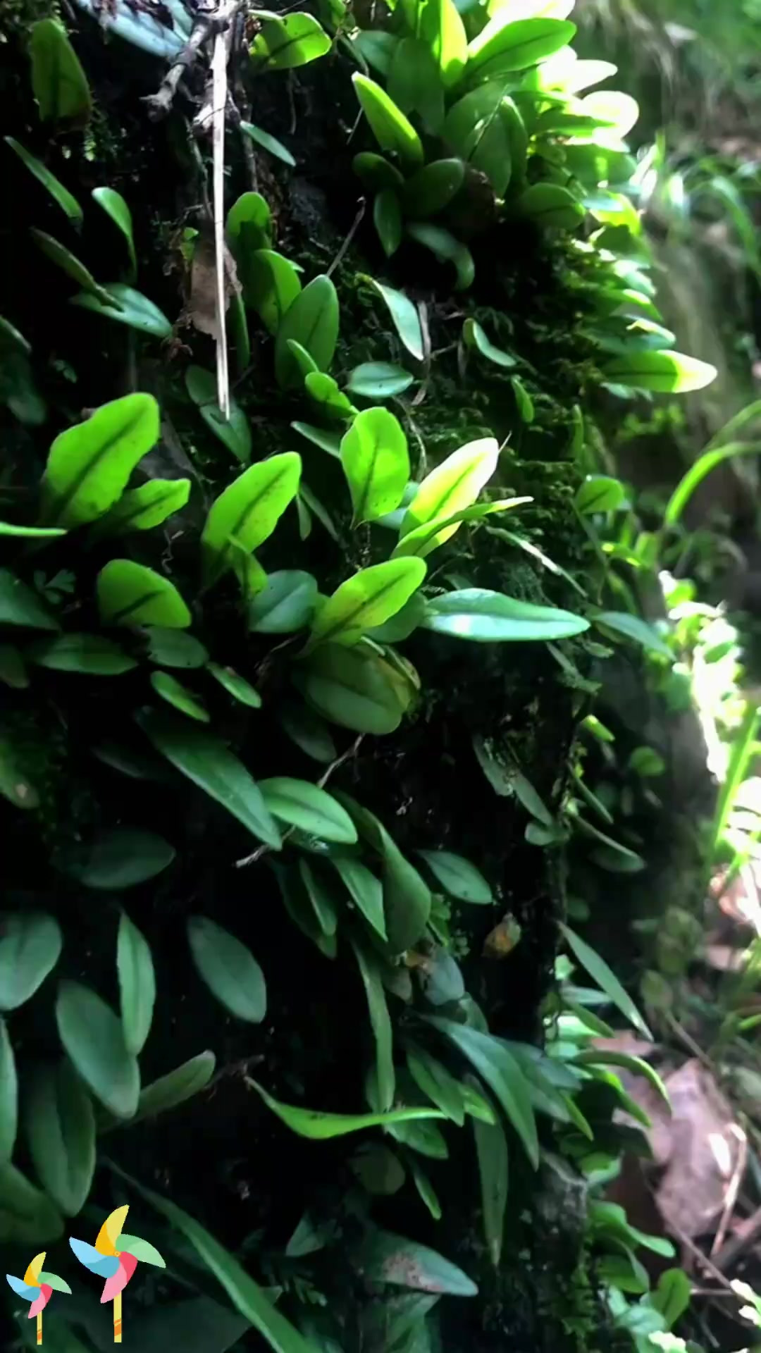 抱石莲又叫鱼鳖草，你认识它吗？