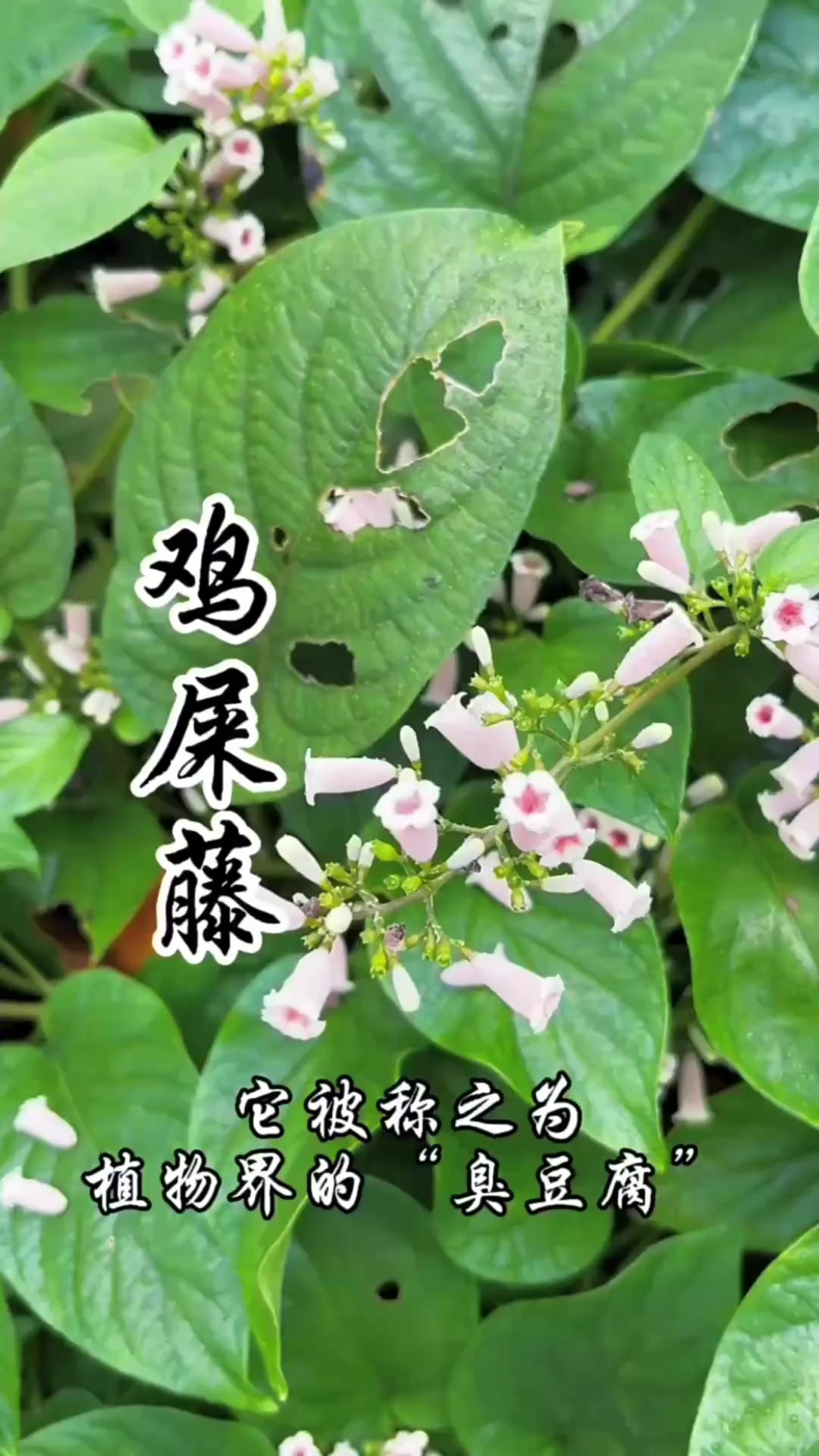 鸡屎藤，南方人喜爱的特色美食，植物界的“臭豆腐”