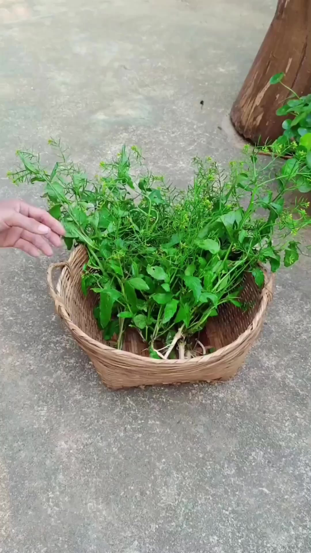 你见过野油菜吗？农村人常把它挖回家，寻找它也有方法 (2)