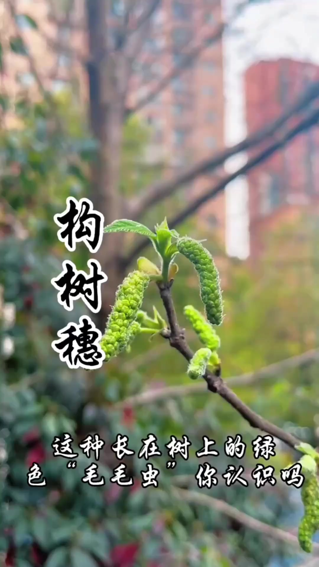 长在树上的“毛毛虫”，是春天非常美味的一种野菜