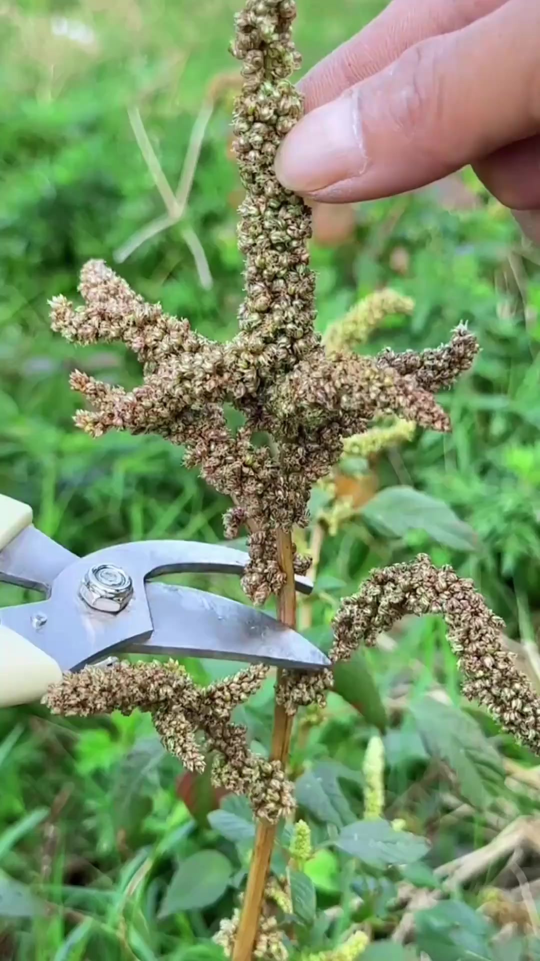 这种植物是野苋菜，农村人收采它的花朵搓出它的种子